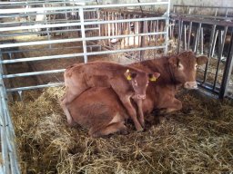Das liebe Vieh